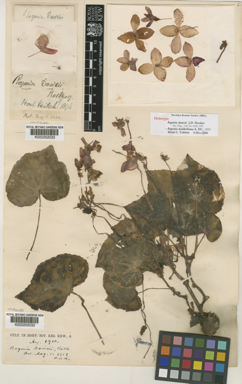 B. weddelliana